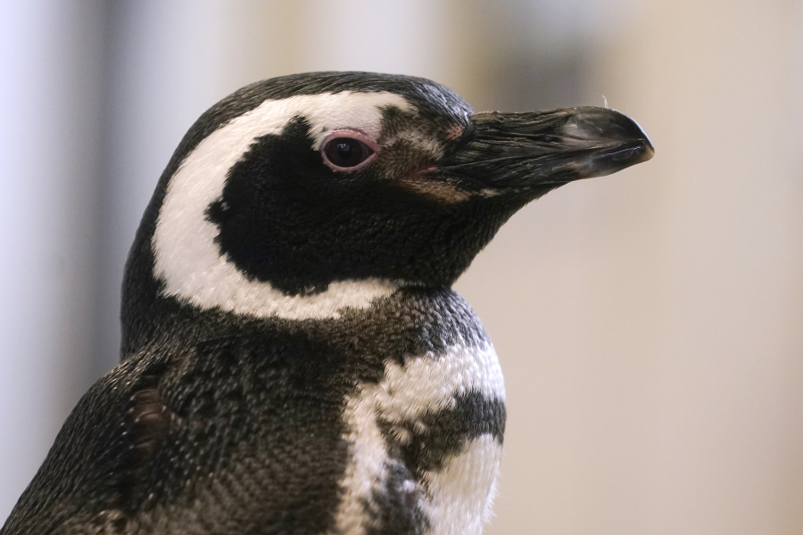 O Τραμπ επέβαλε δασμούς σε ακατοίκητα νησιά και... πιγκουίνους