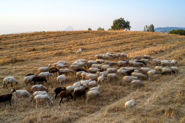 Greece braces for impact of potential livestock lockdown