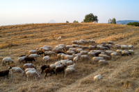 Greece braces for impact of potential livestock lockdown