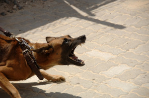 Εύβοια: Σκύλος επιτέθηκε και τραυμάτισε 11χρονο