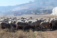 Ευλογιά των προβάτων: 60χρονος επιχείρησε να περάσει παράνομα εμβόλια