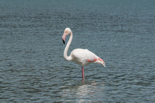 Φλαμίνγκο εμφανίστηκαν σε Βουλιαγμένη και Αρτέμιδα - Πώς μπορεί να βρέθηκαν εκεί