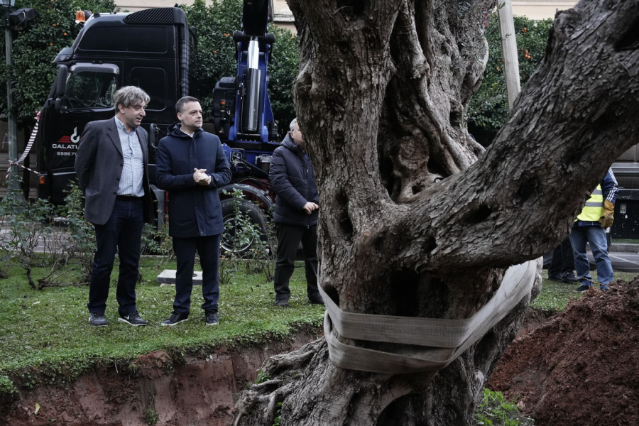 Διασώθηκε και μεταφυτεύτηκε υπεραιωνόβια ελιά 700 ετών στην Αθήνα
