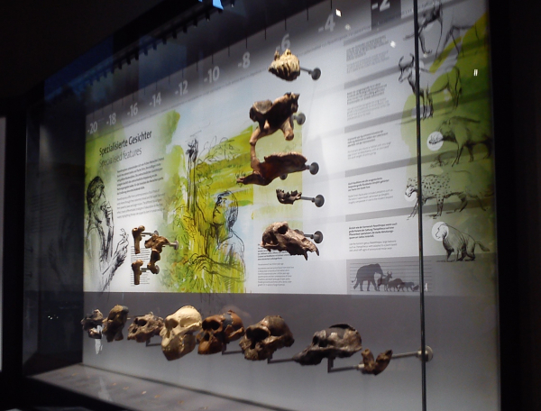 Ισπανοί επιστήμονες ανακάλυψαν το πρώτο κρούσμα του συνδρόμου Down σε 6χρονη που έζησε πριν από περισσότερα από 145.000 χρόνια