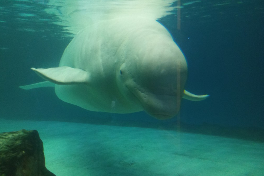 «Free Bella»: Αγώνας για την απελευθέρωση μιας μοναχικής φάλαινας μπελούγκα που ζει σε εμπορικό κέντρο