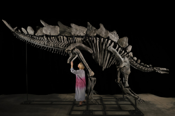 Το μεγαλύτερο, άθικτο απολίθωμα στεγόσαυρου πωλήθηκε σε δημοπρασία για 44,6 εκατ. δολάρια