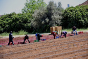 Αυξημένες αγροτικές επιδοτήσεις προανήγγειλε ο Λιβανός - Πότε η προκήρυξη για τους Νέους Αγρότες