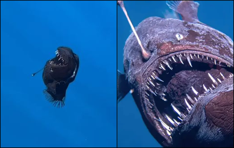 Βγαλμένο από εφιάλτη: Για πρώτη φορά στο φως το μαύρο «διαβολόψαρο» (εικόνα)