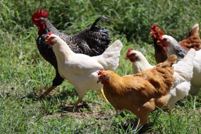 Γονίδιο λειτουργεί ως ασπίδα εναντίον της γρίπης των πτηνών