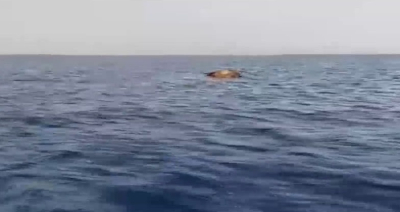Αποκρουστικό θέαμα στον Θερμαϊκό: Νεκρή αγελάδα επέπλεε στο νερό
