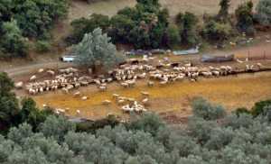 Ενισχύσεις στους κτηνοτρόφους της Λακωνίας από τον ΟΠΕΚΕΠΕ