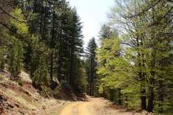 Εκτεθειμένα σε κινδύνους τα δάση ελλείψει δασικών χαρτών