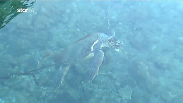 Αυτό είναι το fake βίντεο για την «δεμένη» χελώνα στο Καστελόριζο - «Μηχανισμός προπαγάνδας» λέει η ΝΔ