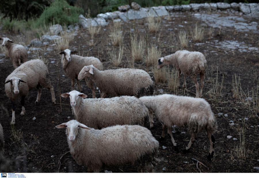 SOS για κρούσματα ευλογιάς σε αιγοπρόβατα, πώς μεταδίδεται ο ιός