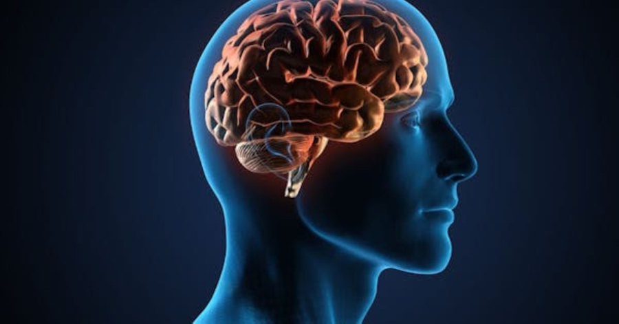 Σημαντική συνεισφορά Ελλήνων ερευνητών σε εμβληματική Ευρωπαϊκή Ερευνητική Υποδομή για τη Νευροεπιστήμη