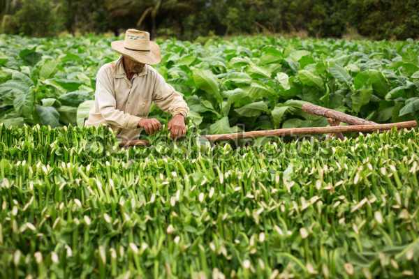 Κομοτηνή: Επιστροφή ενισχύσεων για 170 καπνοκαλλιεργητές