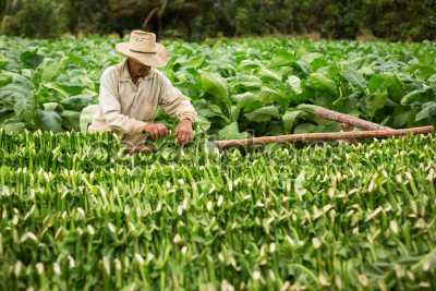 Κομοτηνή: Επιστροφή ενισχύσεων για 170 καπνοκαλλιεργητές