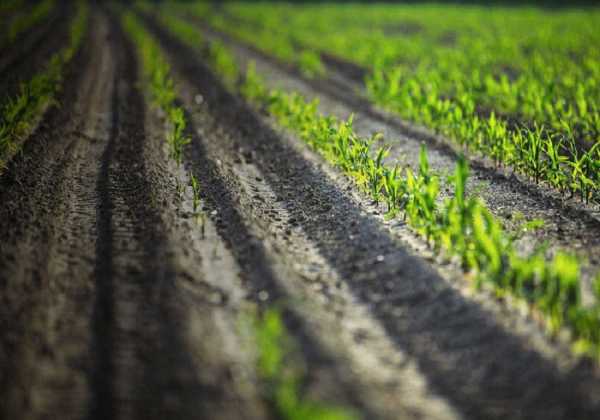 Έπεσαν οι πρώτοι σπόροι βιομηχανικής κάνναβης