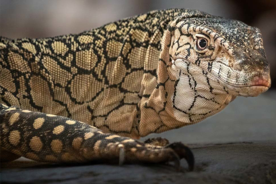 Λος Άντζελες: Σαύρες - από τις μεγαλύτερες στον κόσμο- γεννήθηκαν στον ζωολογικό κήπο