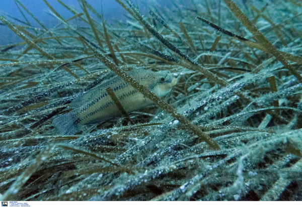 Το ηλιόψαρο απειλεί τα ενδημικά είδη των ελληνικών λιμνών