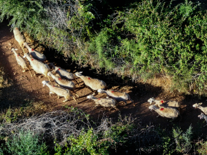 Ευλογιά αιγοπροβάτων: Στον Άρειο Πάγο οι καταγγελίες για παράνομη εισαγωγή εμβολίων
