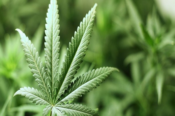 Σχεδόν 3,7 δισεκατομμύρια ευρώ ξόδεψαν οι Καναδοί το 2017 για την αγορά κάνναβης