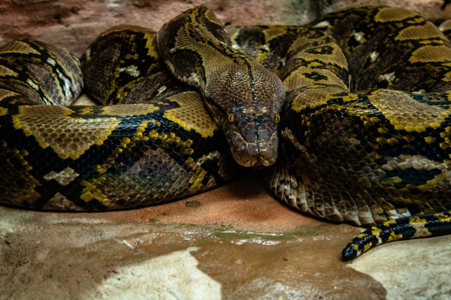 Βρέθηκε στον Αμαζόνιο το μεγαλύτερο φίδι στον κόσμο - Είναι 6 μέτρα