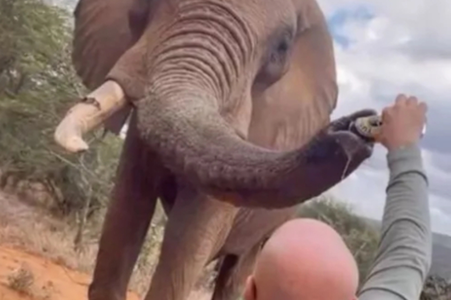 Τουρίστας δίνει μπύρα σε ελέφαντα - Οργή στα social media (Βίντεο)