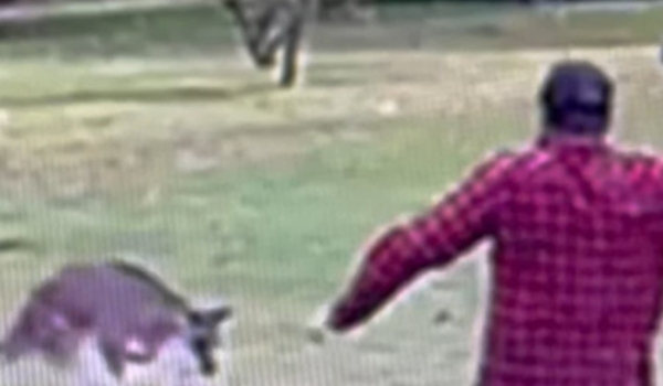 Τρόμος στην Αυστραλία: Η στιγμή που καγκουρό επιτίθεται σε 2χρονο - Δείτε βίντεο