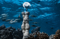 Και όμως, υπάρχει ένας ήχος που «γιατρεύει» τα κοράλλια