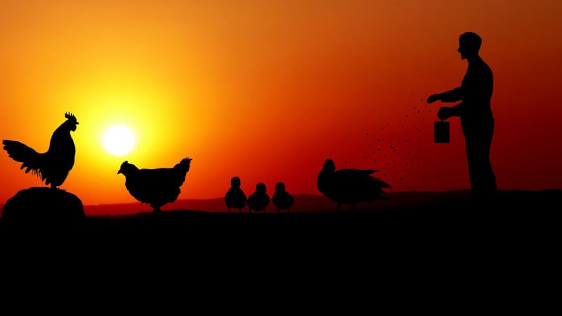 ΗΠΑ: Σύσταση του CDC λόγω κρουσμάτων σαλμονέλωσης - «Μη φιλάτε τις κότες σας»