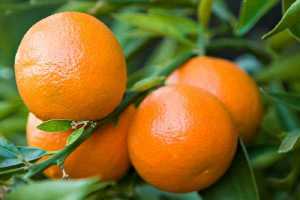 Δήμος Λέσβου: Δωρεάν διανομή φρούτων σε απόρους