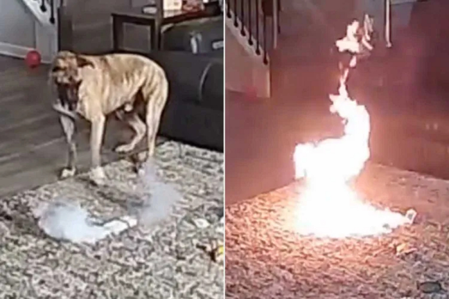 Βίντεο: Σκύλος μάσησε μπαταρία λιθίου και προκάλεσε φωτιά