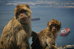 Οι πίθηκοι του Γιβραλτάρ τρώνε λάσπη για να αποφύγουν τις στομαχικές διαταραχές από τα σνακ των τουριστών