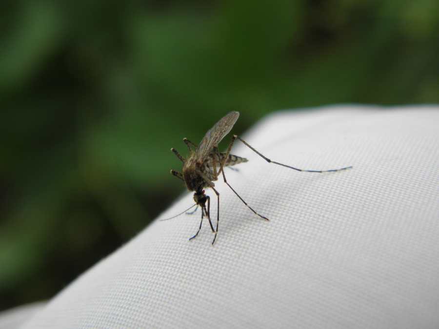 Ο ήπιος χειμώνας φέρνει νωρίτερα τα κουνούπια και τον... ιό του Δυτικού Νείλου