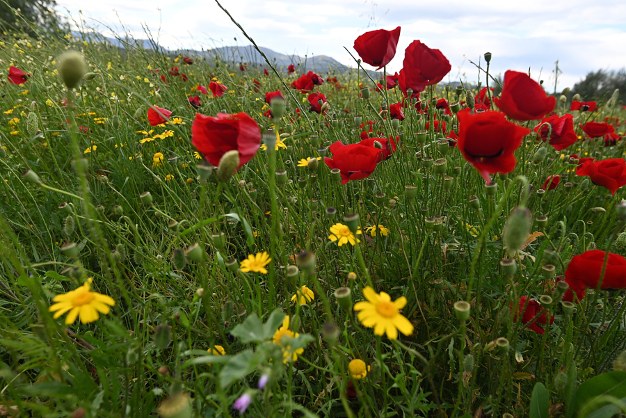 ΒΑΣΙΛΗΣ ΠΑΠΑΔΟΠΟΥΛΟΣ/EUROKINISSI