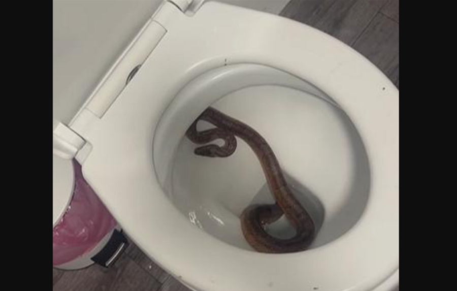 Βρετανία: Μπήκε στην τουαλέτα και είδε ένα φίδι να βγαίνει από τη λεκάνη (Βίντεο)
