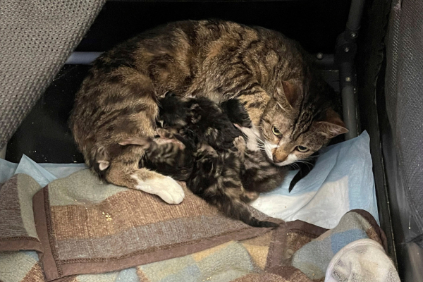 Αποκάλυψη BBC: Διεθνές δίκτυο βασανίζει και σκοτώνει γάτες - Ηλεκτροσόκ, ακρωτηριασμοί, πνιγμοί