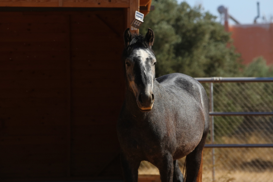 Στη φυλακή εκπαιδευτής ιππασίας - Κατηγορείται για βιασμό και κατάχρηση ανήλικων μαθητριών του