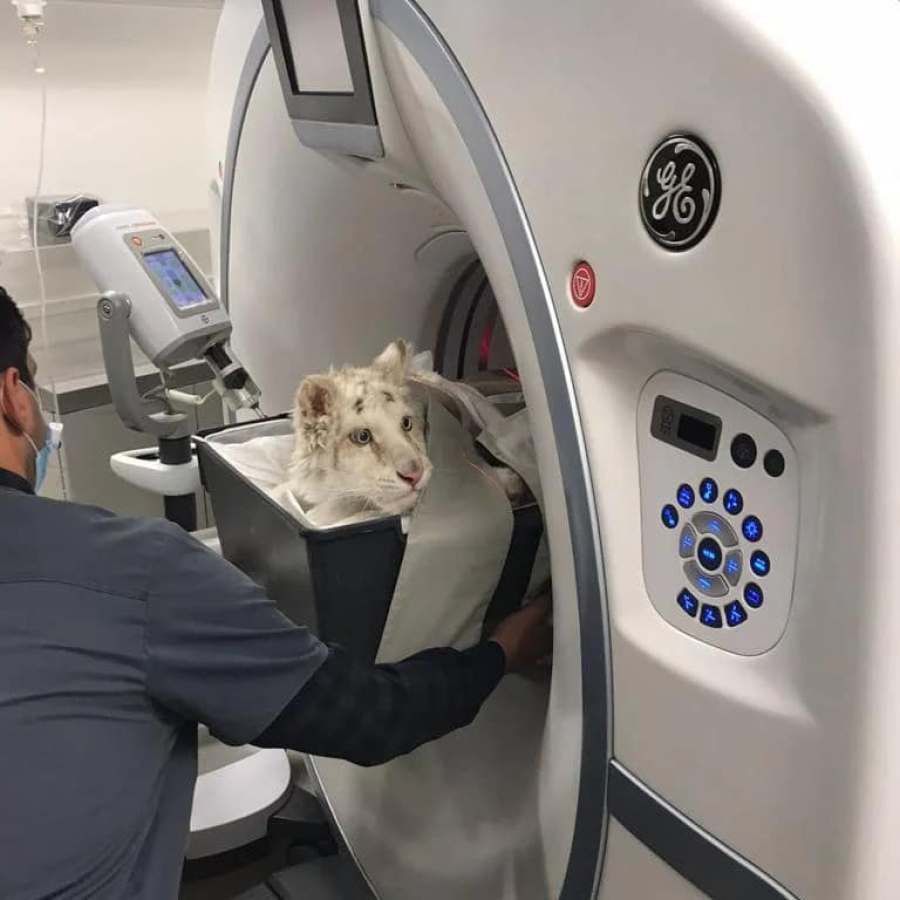 Το όνομα που δόθηκε στο μικρό λευκό τιγράκι και τα νεότερα για την υγεία του