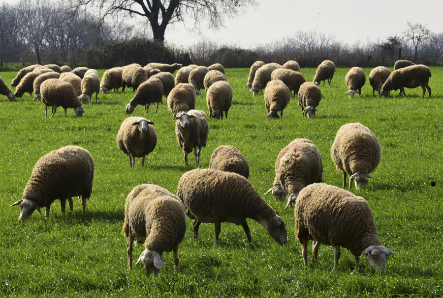 Το παρασκήνιο της απομάκρυνσης Σεμερτζίδου για το σκάνδαλο του ΟΠΕΚΕΠΕ