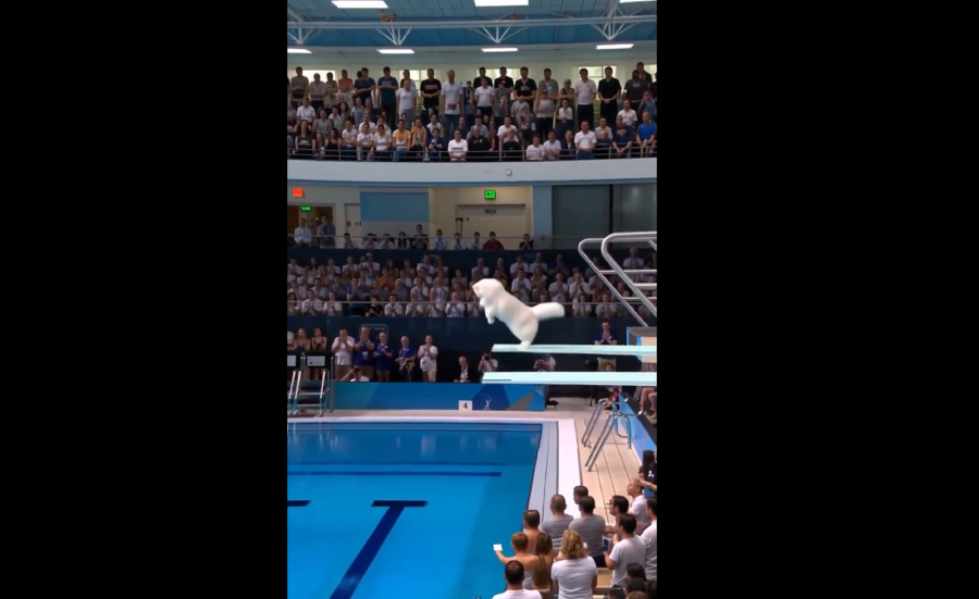 Γάτες Ολυμπιονίκες στις καταδύσεις - Όταν το AI έχει κέφια (Βίντεο)