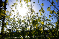 Καιρός: Μεγάλη Δευτέρα με 21 βαθμούς Κελσίου - Πώς θα κυλήσει η Μεγάλη Εβδομάδα