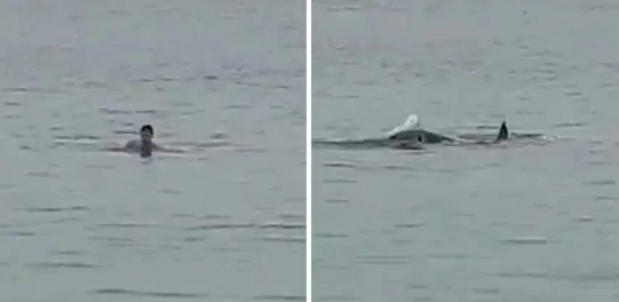 Τι βρέθηκε στο στομάχι του καρχαρία που κατασπάραξε Ρώσο τουρίστα