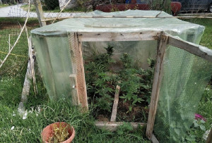 Θεσσαλονίκη: 37χρονος είχε στήσει θερμοκήπιο με δενδρύλλια κάνναβης (pics)