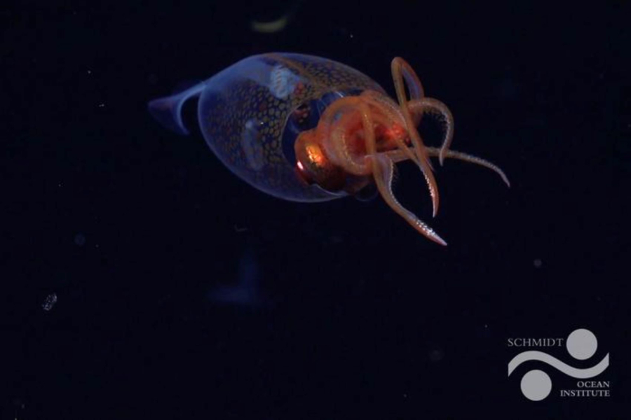 Εντοπίστηκε για πρώτη φορά ένα γιγάντιο καλαμάρι - Μπορεί να ζυγίζει έως και μισό τόνο (Βίντεο)