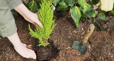 Εθελοντική δενδροφύτευση σε καμένες εκτάσεις στον Ταΰγετο