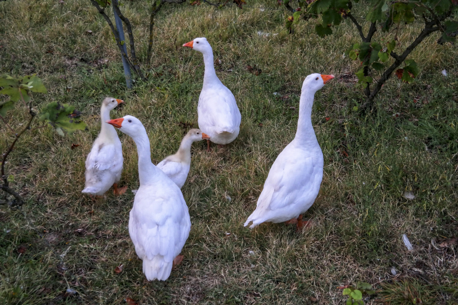 H5N1: Κρούσμα της γρίπης των πτηνών στη Βουλγαρία, σε επιφυλακή η Ελλάδα