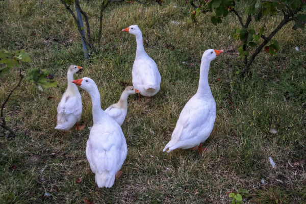 H5N1: Κρούσμα της γρίπης των πτηνών στη Βουλγαρία, σε επιφυλακή η Ελλάδα