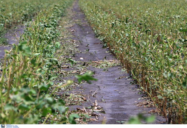 Λιπάσματα: Από σήμερα οι αιτήσεις στο «myBusinessSupport» για την ενίσχυση ύψους 60 εκατ. ευρώ